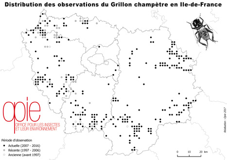 Et si l’on s’intéressait aux sauterelles et aux grillons ? | Variétés entomologiques | Scoop.it