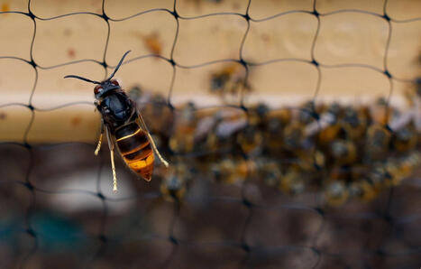 Frelons asiatiques&nbsp;: Peut-on vraiment s&rsquo;en prot&eacute;ger gr&acirc;ce &agrave; un sac en papier kraft&nbsp;? | Biodiversit&eacute; - @ZEHUB on Twitter | Scoop.it