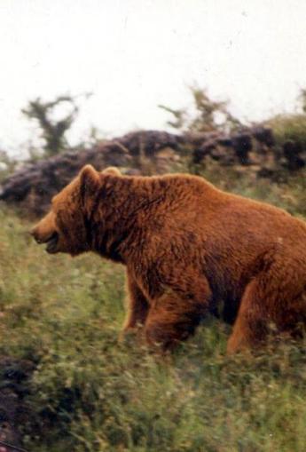 &laquo;L'ours, patrimoine culturel des Pyr&eacute;n&eacute;es&raquo; | Pastoralisme Ours Loups Lynx | Scoop.it