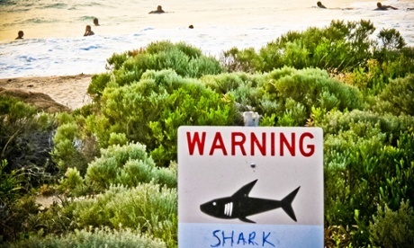 Shark attacks: Western Australia pledges ‘more aggressive’ response | Coastal Restoration | Scoop.it