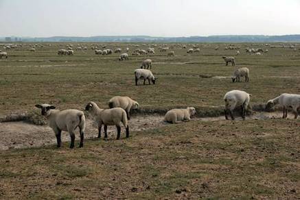 Somme. Agneaux d'estran cherchent abattoir de proximité | La Gazette des abattoirs | Scoop.it