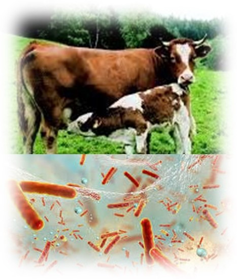 🐄🔬 L'impact méconnu des microbiomes sur la santé et la productivité des vaches laitières | Lait de Normandie... et d'ailleurs | Scoop.it