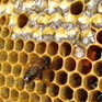Du miel pour les oreilles : L'arbre aux abeilles > Découvertes > Radiophonie > Pierre Rasmont et les abeilles sauvages | Insect Archive | Scoop.it