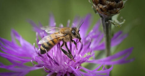 [RTS] Des scientifiques testent le QI des abeilles pour pr&eacute;venir leur d&eacute;clin&nbsp; | Les laboratoires du CNRS Occitanie Ouest dans la presse | Scoop.it