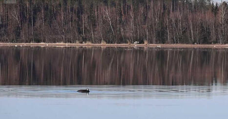 Suomeen p&auml;&auml;tynyt py&ouml;ri&auml;inen voi sotkeutua kala&shy;verkkoon &ndash; tutkija: &rdquo;Populaatio ei kest&auml; yhdenk&auml;&auml;n yksil&ouml;n turhaa kuolemaa&rdquo; | Kotimaa | Yle | 1Uutiset - Lukemisen t&auml;hden | Scoop.it
