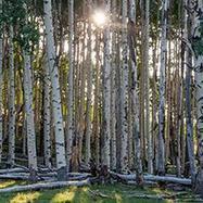 Active learning narrows achievement gaps for BAME students&nbsp; in undergraduate science, technology, engineering, and math | Race and diversity | Scoop.it