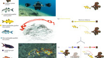 Information structure of heterogeneous criticality in a fish school | Papers | Scoop.it