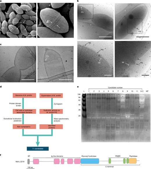 A methanogen hydrolase reveals the structure of...