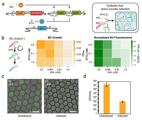 A droplet microfluidic-based platform for enhanced DNA delivery in non-model organisms | brvt | RMH | Scoop.it