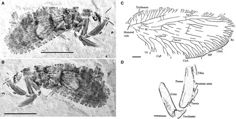 Nouveaux fossiles de Mantispes [en anglais] | EntomoNews | Scoop.it