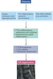 A new immunometabolic perspective of intervertebral disc degeneration | Nature Reviews Rheumatology | Rheumatology-Rhumatologie | Scoop.it