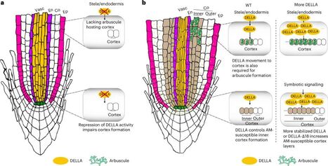 A mobile DELLA controls Medicago truncatula root cortex patterning to host arbuscular mycorrhizal fungi | Plant-Microbe Symbiosis | Scoop.it