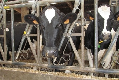 Et si l'accord Europe-Canada signait la fin de la crise laitière ? - Wikiagri | SCIENCES DE L' ANIMAL | Scoop.it