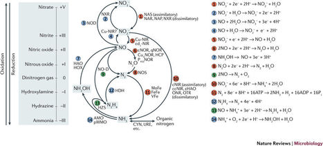 The microbial nitrogen-cycling network NRM | RMH | Scoop.it