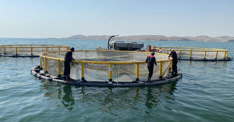 MENA : Can ACQUACULTURE help provide a more stable future for Iraq? | CIHEAM Press Review | Scoop.it