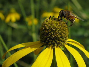 Un congrès apicole à Aix-les-Bains | Biodiversité - @ZEHUB on Twitter | Scoop.it