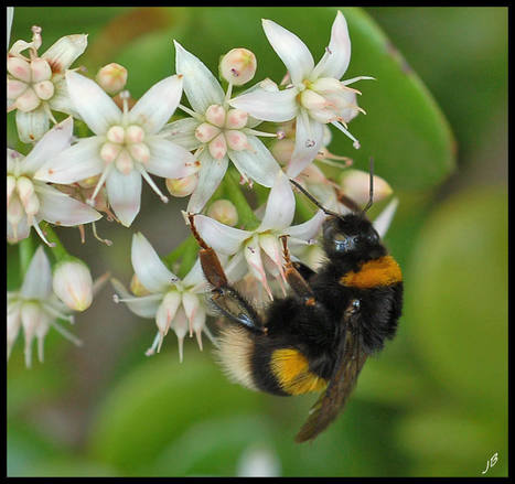 Les insecticides n&eacute;onicotino&iuml;des tuent les pollinisateurs, en voici une preuve de plus chez les bourdons | EntomoNews | Scoop.it