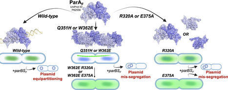 Mutational analysis of the F plasmid partitioning protein ParA reveals residues required for oligomerization and plasmid maintenance | nar | RMH | Scoop.it