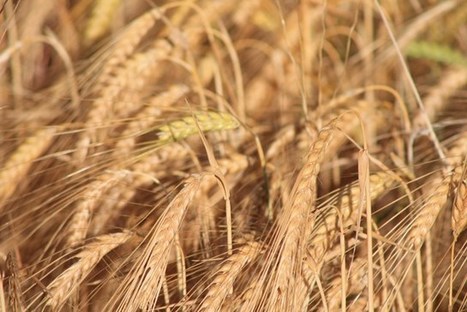 Cooperativas Agroalimentarias revisa al alza la cosecha de cereales en España situándola en las 18,8 millones de toneladas | MED-Amin network | Scoop.it