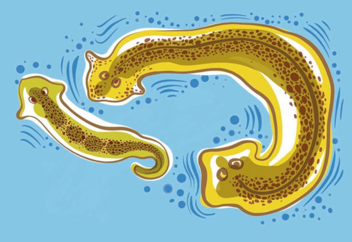 Brains are not required when it comes to thinking and solving problems&mdash;simple cells can do it | The Health Report | Scoop.it
