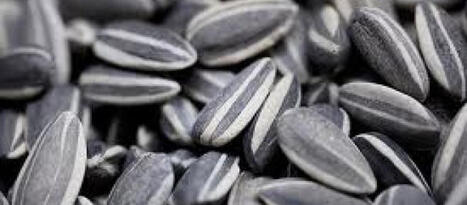 Qualit&eacute; des graines : les fiches sur le tournesol et la lentille disponibles | ITERG - Veille sectorielle | Scoop.it