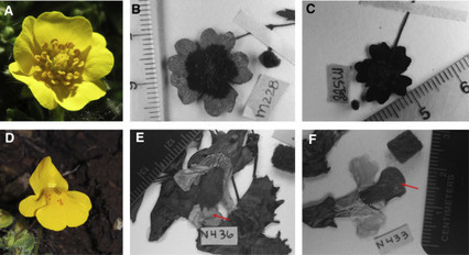 Les fleurs commencent à changer de couleur, et ce n’est pas une bonne nouvelle | EntomoNews | Scoop.it