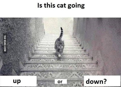 New Internet Debate: Is This Cat Going Up or Down the Stairs? | Optical Illusions | Scoop.it