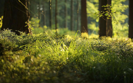 Les premières plantes ont pu conquérir la Terre grâce à un partenariat avec les champignons. | Revue de presse | Scoop.it