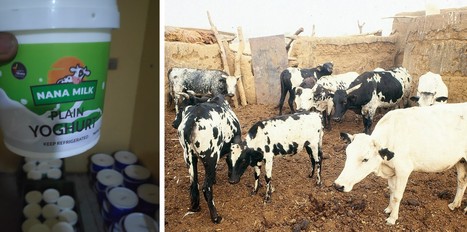 Au Ghana, les importations de produits laitiers ont grimpé de 30% en 2021 | Lait de Normandie... et d'ailleurs | Scoop.it