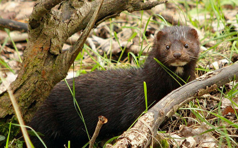 Imported invasive beavers and minks threaten biodiversity in southern Chile | Human Interest | Scoop.it