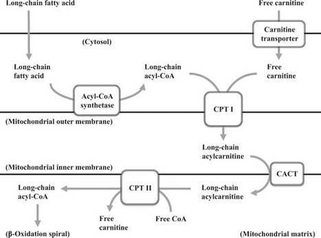 Carnitine palmitoyltransferase II deficiency with a focus on newborn screening | dépistage néonatal | Scoop.it