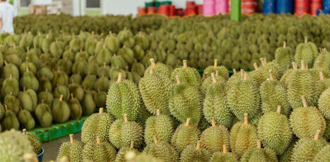 FOOD: China&rsquo;s durian craze has turned this tropical fruit into a tool of diplomacy | ALIMENTATIONS | Scoop.it