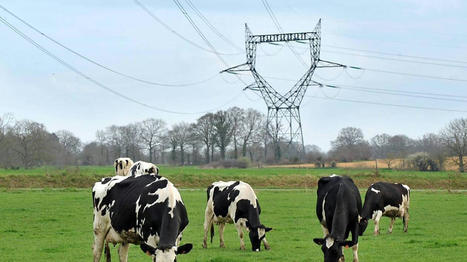 Ligne tr&egrave;s haute tension : RTE condamn&eacute; &agrave; indemniser un &eacute;leveur de la Manche | Actualit&eacute;s de l'&eacute;levage | Scoop.it