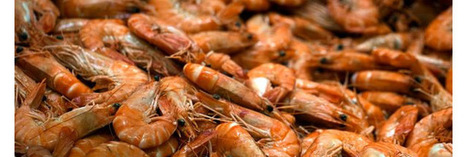Les crevettes d'Asie, les esclaves modernes et nous | La sélection de BABinfo | Scoop.it