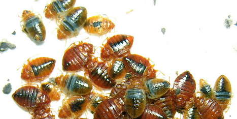 Punaises de lit&nbsp;: qui paie pour la d&eacute;sinfection&nbsp;? | Vari&eacute;t&eacute;s entomologiques | Scoop.it