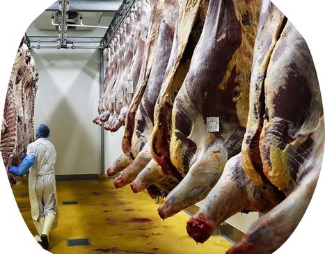 La crise de l'élevage menace de fermeture près de 30 % des abattoirs | Lait de Normandie... et d'ailleurs | Scoop.it