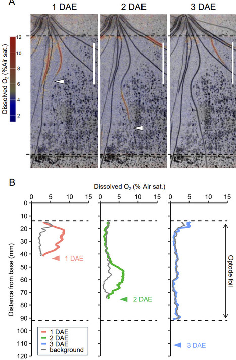 Characterization of Rhizosphere Oxidation Associated with Root Development in Rice Using Planar Oxygen Optodes | brvp | RMH | Scoop.it