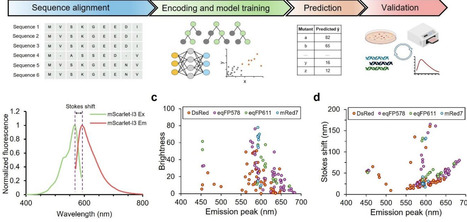 Predicting and Designing Red Fluorescent Protein Variants Using Sequence-to-Function Machine Learning Models | brvai | RMH | Scoop.it
