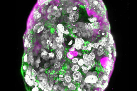 Comment encadrer la recherche sur les mod&egrave;les d&rsquo;embryon | Bio&eacute;thique & Procr&eacute;ation | Scoop.it