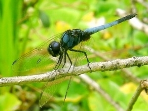 Biodiversité: nouvelle espèce au parc national U Minh Thuong -- Vietnam+ (VietnamPlus) | Parcs nationaux, régionaux et autres espaces naturels protégés | Scoop.it
