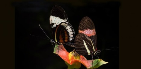 Des papillons mâles enduisent leurs compagnes d'une odeur repoussante pour éloigner les autres prétendants | EntomoNews | Scoop.it
