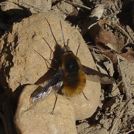 AU MOIS DE MARS : Grand bombyle - Bombylius major | Les Colocs du jardin | Scoop.it