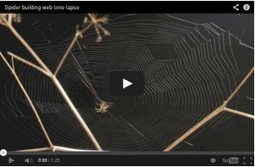 Vidéo en time-lapse : Araignée construisant sa toile | Variétés entomologiques | Scoop.it