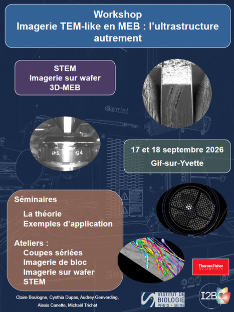 Workshop "Imagerie TEM-like en MEB : l&rsquo;ultrastructure autrement" - 17 et 18 septembre 2026 &agrave; Gif-sur-Yvette | Life Sciences Universit&eacute; Paris-Saclay | Scoop.it