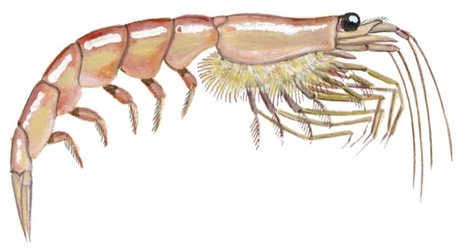 Le krill antarctique | EntomoScience | Scoop.it