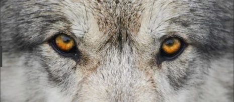 Woolf University: the Airbnb of higher education or a sheep in wolf's clothing? | Tony Bates | Creative teaching and learning | Scoop.it