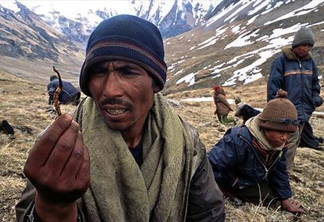 La course au « Viagra de l’Himalaya » a commencé au Népal | EntomoNews | Scoop.it