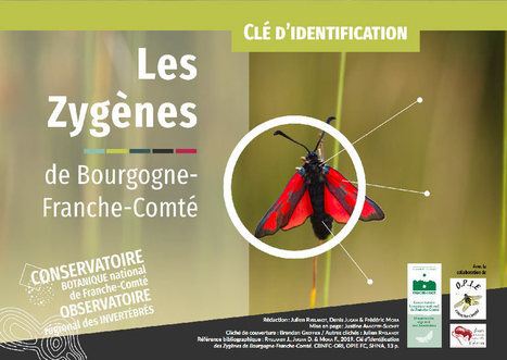Clé d'identification des Zygènes de Bourgogne-Franche-Comté | Insect Archive | Scoop.it