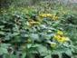 Climate change: Disequilibrium will become the norm in the plant communities of the future | &Eacute;cosyst&egrave;mes Tropicaux | Scoop.it
