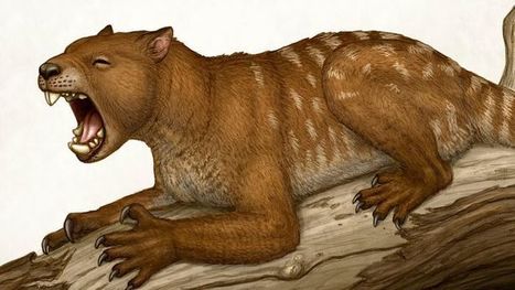 Scientists reconstruct skeleton of terrifying prehistoric 'marsupial lion' | Amazing Science | Scoop.it